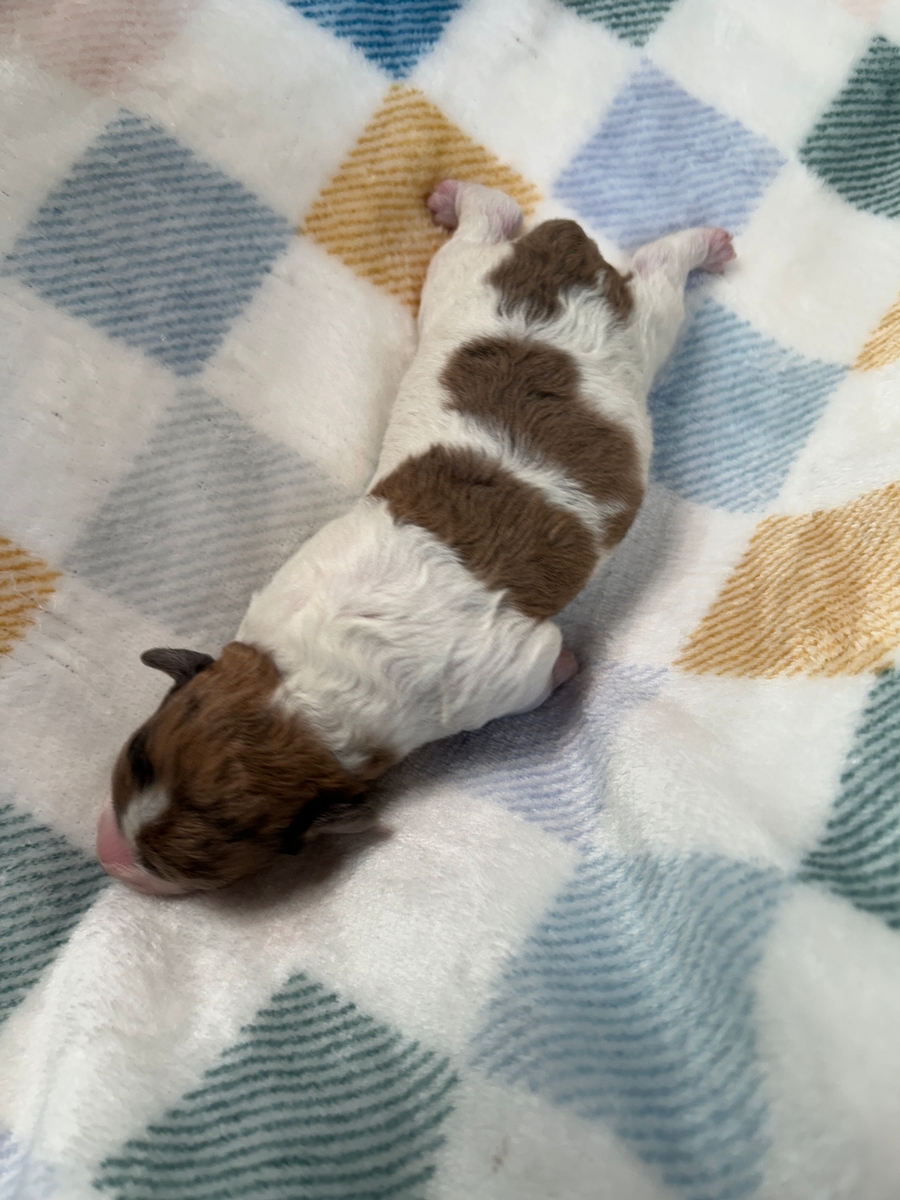 Male Mega Coat Schnoodle Puppy for Sale DOB 10-30-2025 $950